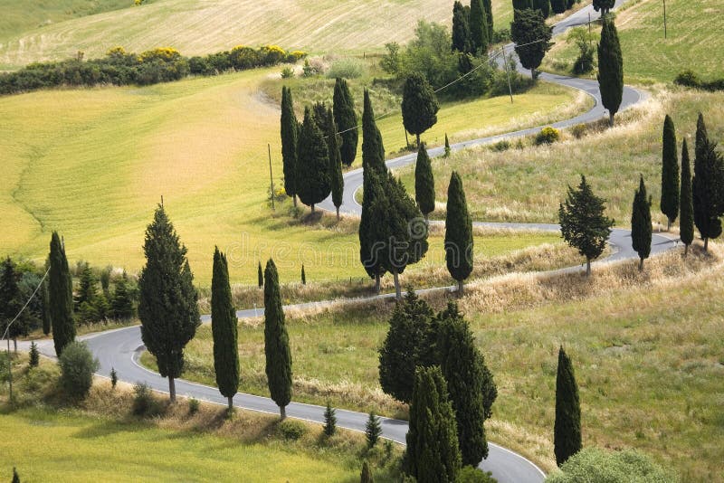 TUSCANY countryside devious street with cypress