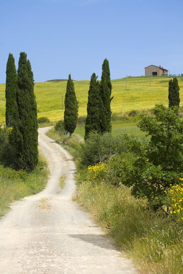 TUSCANY countryside, devious street with cypress