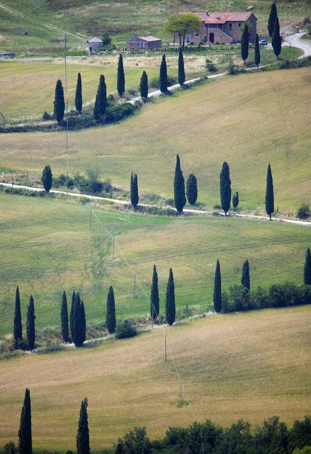 TUSCANY countryside, devious street with cypress