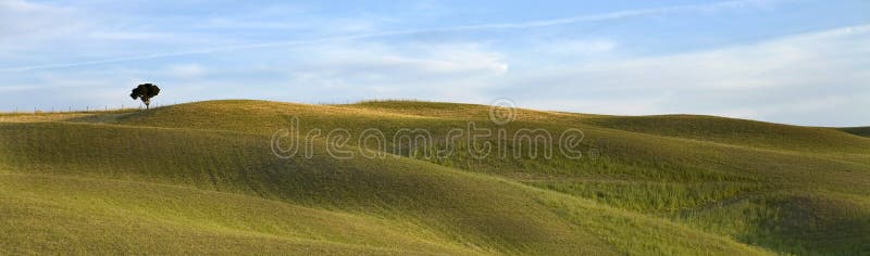 TUSCANY countryside, distant tree on the hill