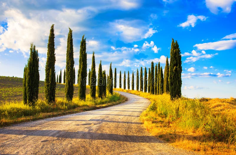 Tuscany, Cyprysowi drzewa biały drogowy wiejski krajobraz, Włochy, Europa