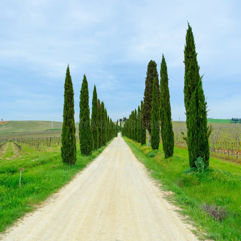 Tuscany, Cyprysowych drzew drogi biały krajobraz, Włochy, Europa. obraz stock Tuscany, Cyprysowych drzew drogi biały krajobraz, Włochy, Europa. obraz stock