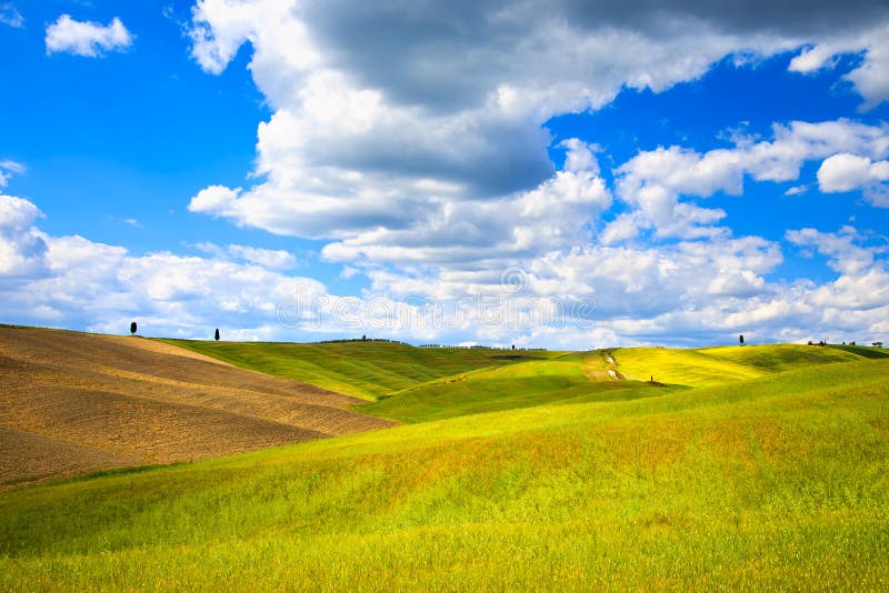 Tuscany, farmland, cypress trees, wheat and green fields. Pienza, Italy.