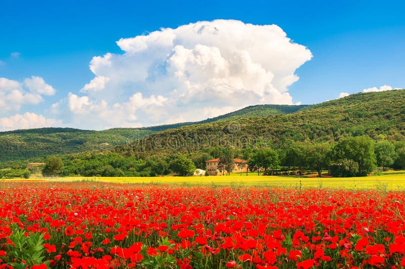 Tuscany landscape with field of red poppy flowers and traditional farm house