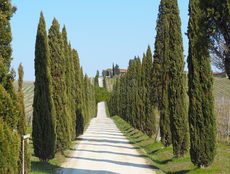 Tuscany landskap av en cypressaveny nära vingårdarna arkivbilder Tuscany landskap av en cypressaveny nära vingårdarna arkivbilder