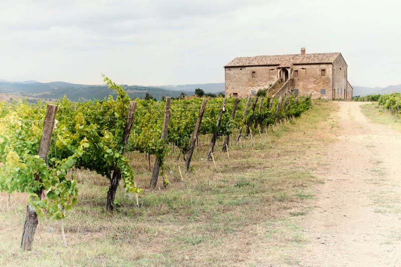 Tuscany vineyard