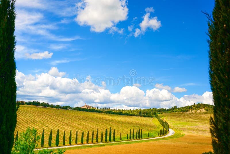 Tuscany, vineyard, cypress trees and road, rural landscape, Ital