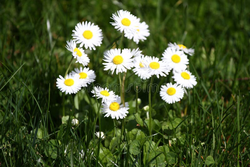 Daisy. Daisy flowers in spring on a meadow in green grass in nature. Marguerite flowers. Floral pattern. Coin flower. Spring and summer flowers background. Daisies. No sharpen. Daisy. Daisy flowers in spring on a meadow in green grass in nature. Marguerite flowers. Floral pattern. Coin flower. Spring and summer flowers background. Daisies. No sharpen.