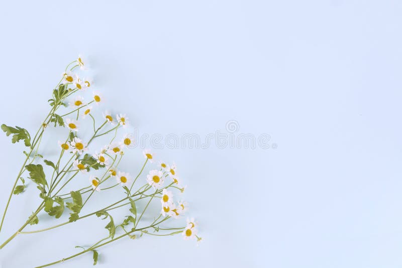 Tusenskönan blommar på ljus - blå bakgrund med tomt utrymme royaltyfria foton Tusenskönan blommar på ljus - blå bakgrund med tomt utrymme royaltyfria foton