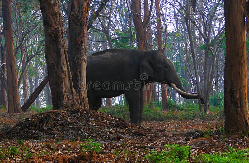 A Tusked Indian Elephant Standing among Trees in Wild Forest - Nilgiri  Biosphere Reserve, India Stock Photo - Image of dense, indian: 99027250