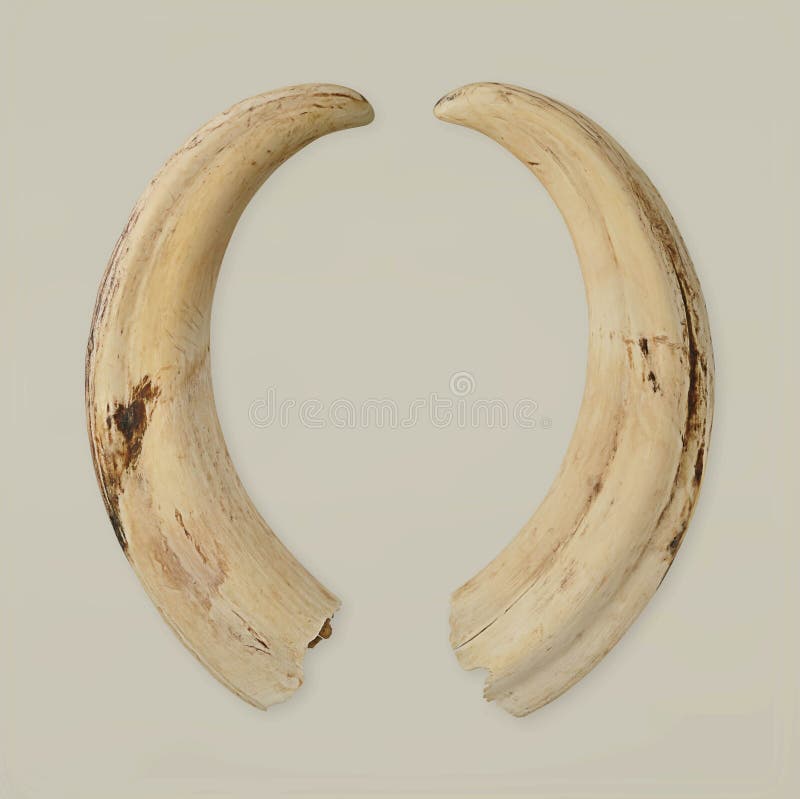 tusks lizenzfreies stockbild tusks lizenzfreies stockbild