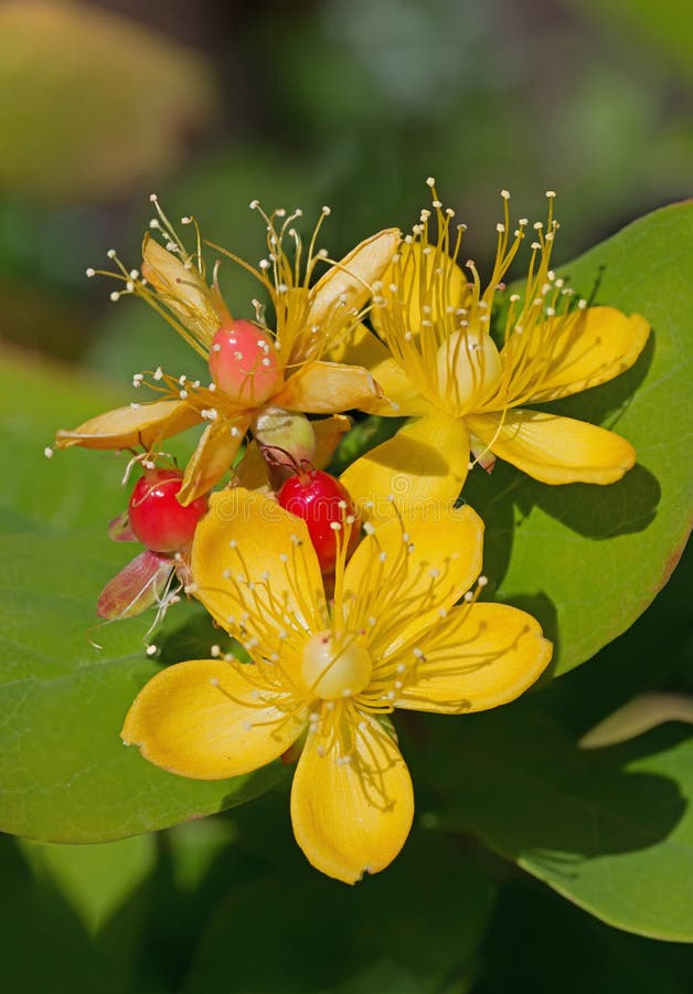 Tutsan blossoms - hypericum androsaemum. Yellow tutsan blossoms and red seed - hypericum androsaemum stock photo Tutsan blossoms - hypericum androsaemum. Yellow tutsan blossoms and red seed - hypericum androsaemum stock photo
