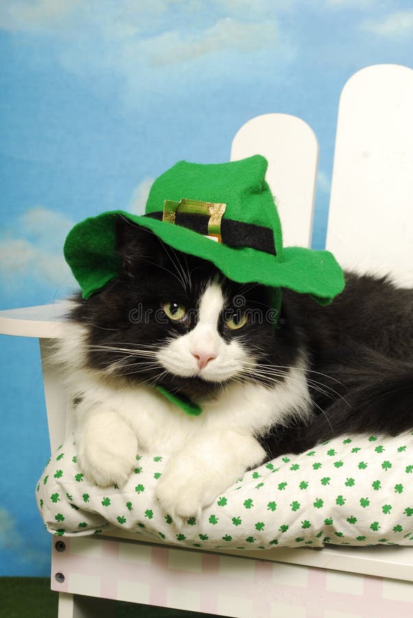 Tuxedo cat Leprechaun