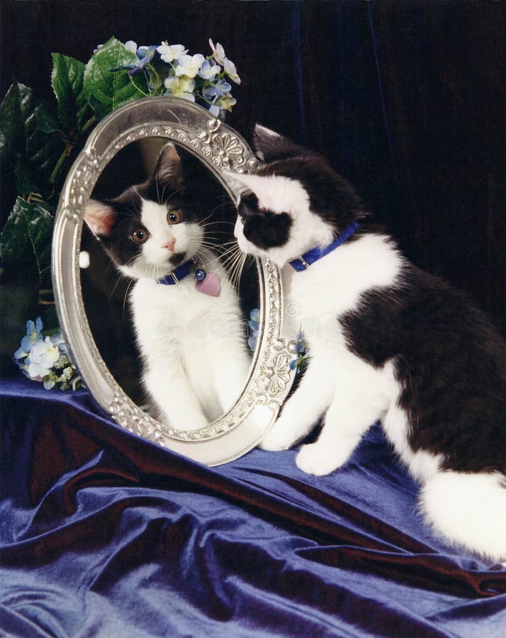 Tuxedo cat looking in Mirror