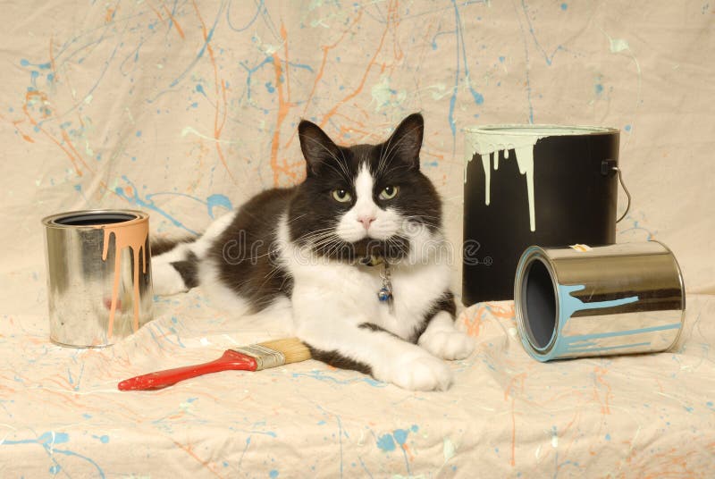 Tuxedo cat and paint cans