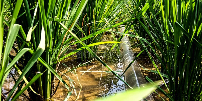Tuyau de pompe à eau dans le domaine de riz photo libre de droits Tuyau de pompe à eau dans le domaine de riz photo libre de droits