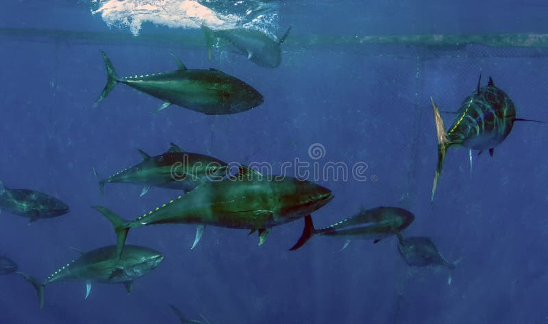 Tuńczyk błękitnopłetwy thynnus