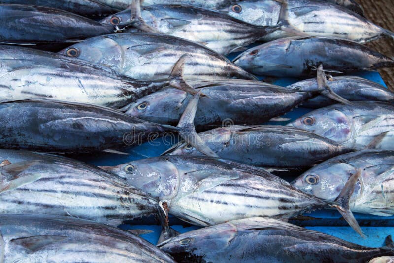 Close up of isolated Tuna fishes orderly presented in a row on market. Close up of isolated Tuna fishes orderly presented in a row on market