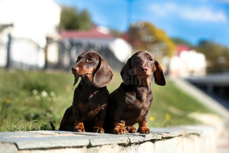 Tvo Dachshunds in urban landscape