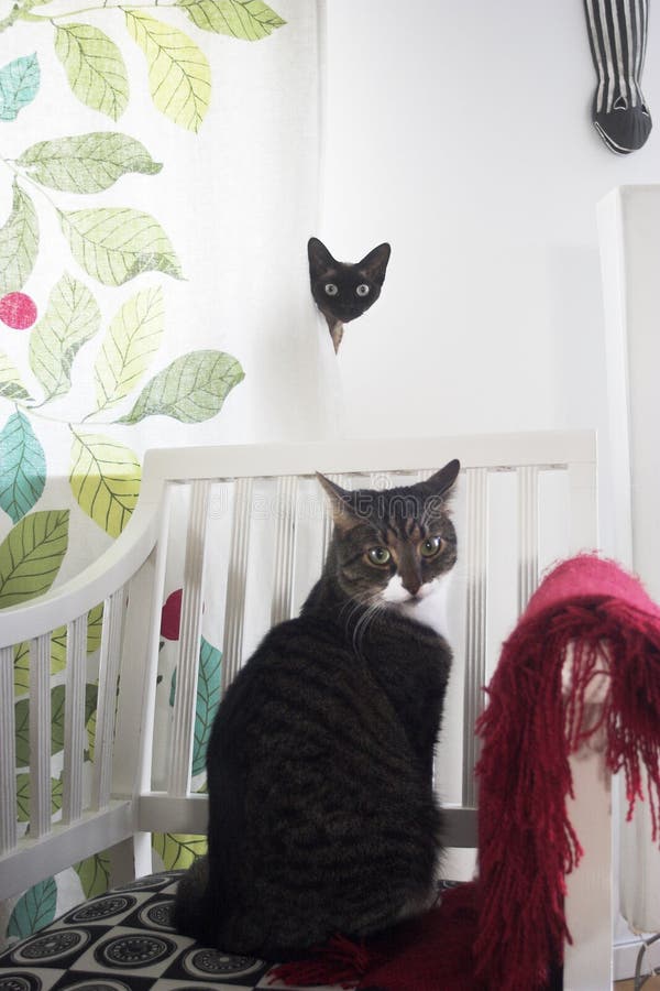 Dos curioso gatos uno para cortina mira fotógrafo.