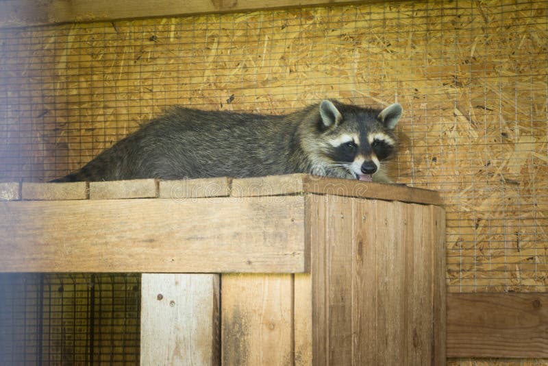 Tvättbjörn som sover i dess hus i en lantgård arkivbilder Tvättbjörn som sover i dess hus i en lantgård arkivbilder