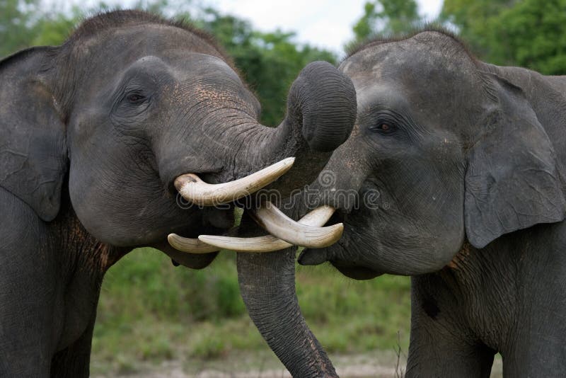Två asiatiska elefanter som spelar med de Indonesien sumatra VägKambas nationalpark