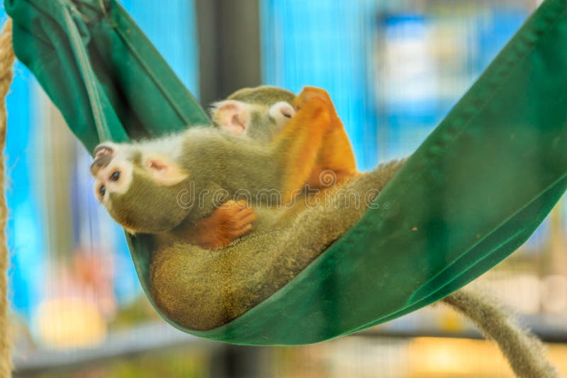 Två babyapor sover på en grön hammock royaltyfri bild