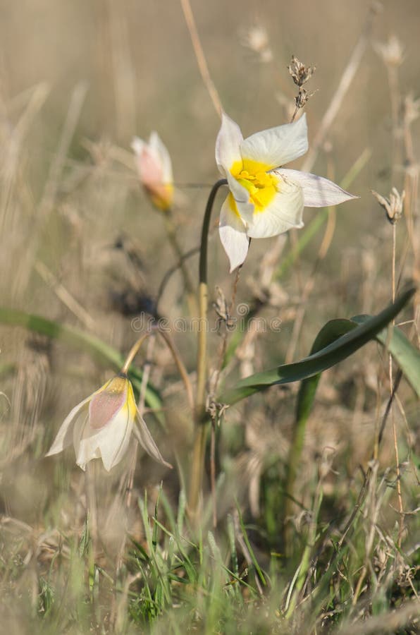 Två-blommad tulpan i gräset arkivfoton Två-blommad tulpan i gräset arkivfoton