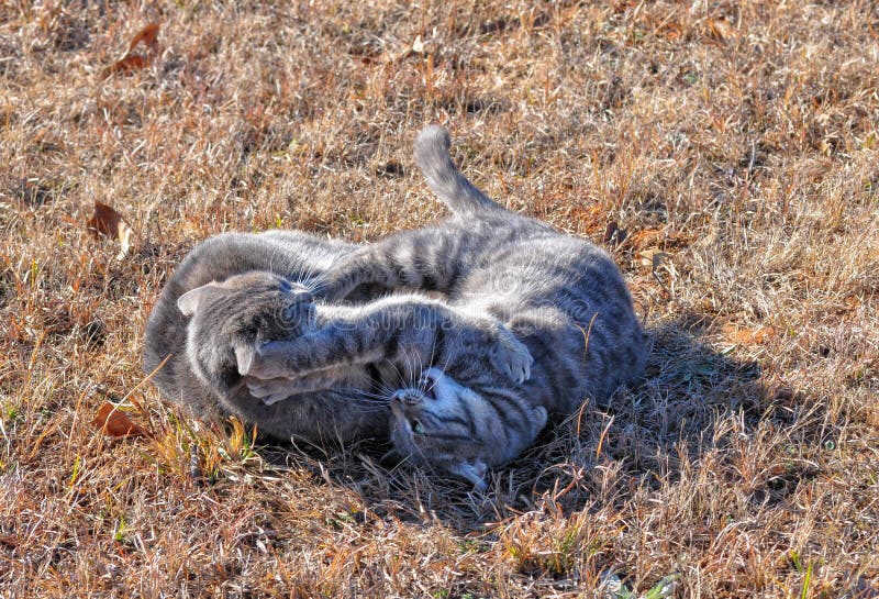Två blåa strimmig kattkatter som slåss i vintergräs royaltyfri bild Två blåa strimmig kattkatter som slåss i vintergräs royaltyfri bild