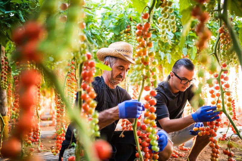 Två cheking för jordbruksarbetare för män åkerbruka och mot efterkrav skörd av den körsbärsröda tomaten i växthus arkivfoton Två cheking för jordbruksarbetare för män åkerbruka och mot efterkrav skörd av den körsbärsröda tomaten i växthus arkivfoton