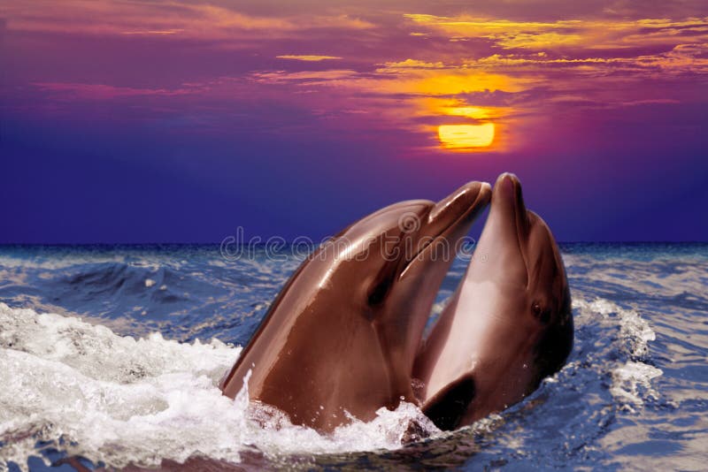 Två delfin dansar i vattnet fotografering för bildbyråer Två delfin dansar i vattnet fotografering för bildbyråer