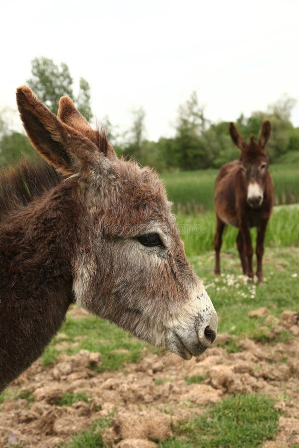Here are two donkeys on the field. Here are two donkeys on the field.