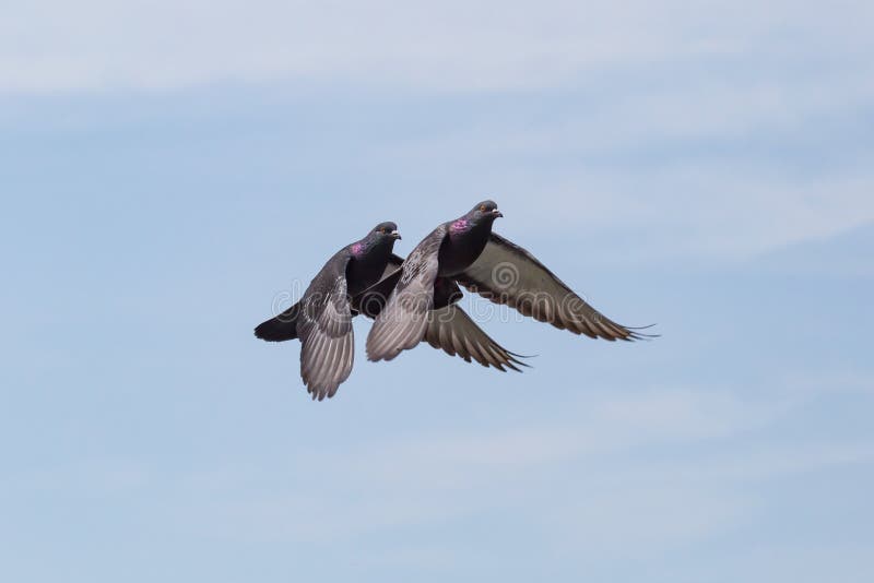 Två duvor som nästan flyger i en blå himmel arkivbilder Två duvor som nästan flyger i en blå himmel arkivbilder