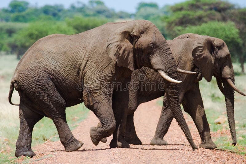 Two elephants in Savannah. Africa. Kenya. Tanzania. Serengeti. Maasai Mara. An excellent illustration. Two elephants in Savannah. Africa. Kenya. Tanzania. Serengeti. Maasai Mara. An excellent illustration.