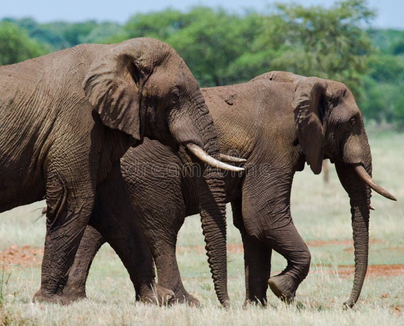 Two elephants in Savannah. Africa. Kenya. Tanzania. Serengeti. Maasai Mara. An excellent illustration. Two elephants in Savannah. Africa. Kenya. Tanzania. Serengeti. Maasai Mara. An excellent illustration.