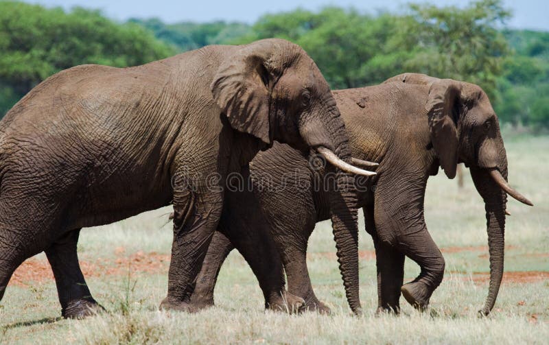 Two elephants in Savannah. Africa. Kenya. Tanzania. Serengeti. Maasai Mara. An excellent illustration. Two elephants in Savannah. Africa. Kenya. Tanzania. Serengeti. Maasai Mara. An excellent illustration.