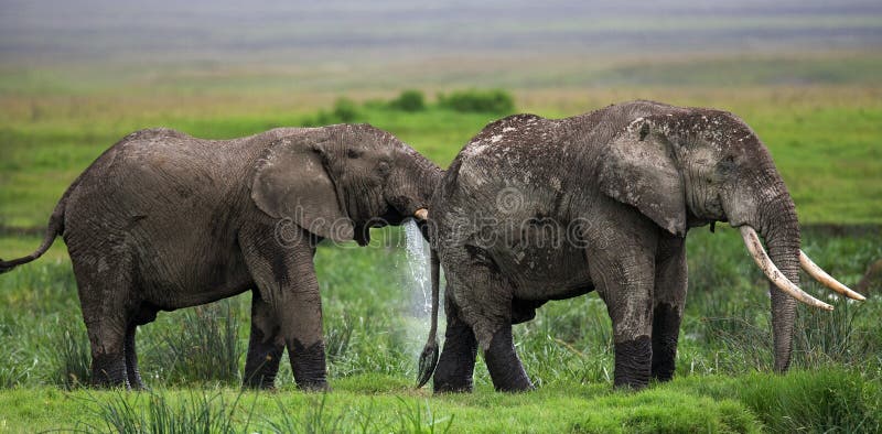 Two elephants in Savannah. Africa. Kenya. Tanzania. Serengeti. Maasai Mara. An excellent illustration. Two elephants in Savannah. Africa. Kenya. Tanzania. Serengeti. Maasai Mara. An excellent illustration.