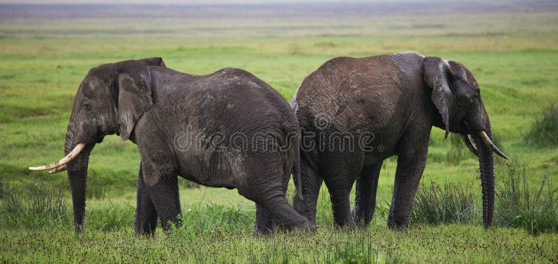 Two elephants in Savannah. Africa. Kenya. Tanzania. Serengeti. Maasai Mara. An excellent illustration. Two elephants in Savannah. Africa. Kenya. Tanzania. Serengeti. Maasai Mara. An excellent illustration.