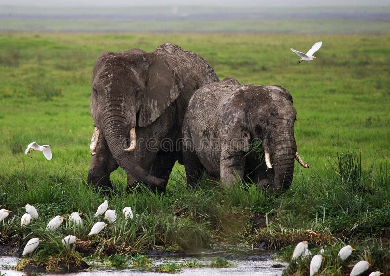 Two elephants in Savannah. Africa. Kenya. Tanzania. Serengeti. Maasai Mara. An excellent illustration. Two elephants in Savannah. Africa. Kenya. Tanzania. Serengeti. Maasai Mara. An excellent illustration.