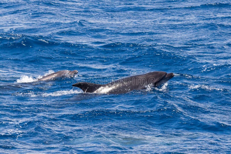 Två Flaska-nosed delfin som simmar i havet nära Sao Miguel, Azores royaltyfria bilder Två Flaska-nosed delfin som simmar i havet nära Sao Miguel, Azores royaltyfria bilder