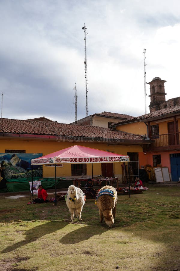 Två förtjusande alpacas står det grasslan och väntar på turister att ta foto med dem Det finns några garneringar på deras baksida arkivbild Två förtjusande alpacas står det grasslan och väntar på turister att ta foto med dem Det finns några garneringar på deras baksida arkivbild