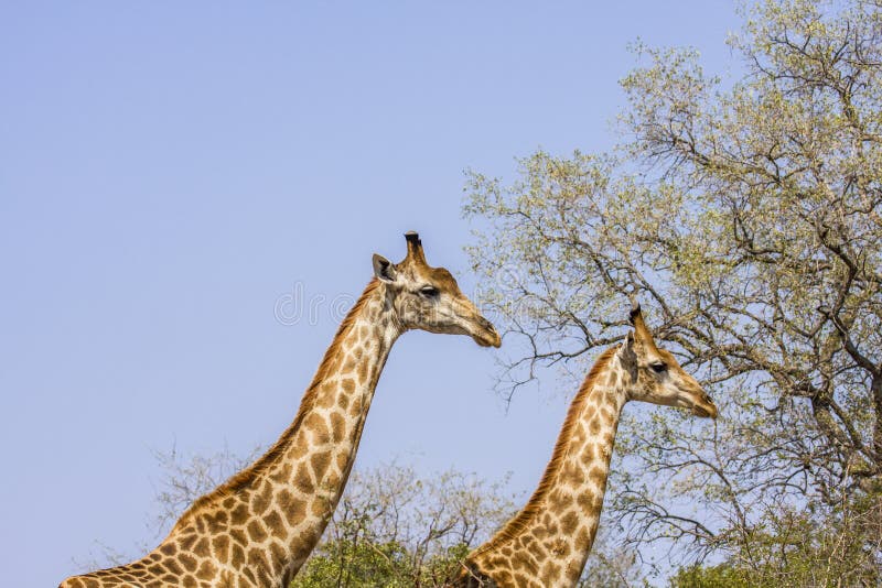 Två giraff som går i savannah, i Kruger, parkerar, Sydafrika arkivbilder Två giraff som går i savannah, i Kruger, parkerar, Sydafrika arkivbilder