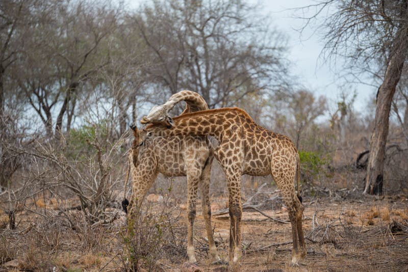 Två giraff som hånglar och slåss i den Kruger nationalparken royaltyfri fotografi Två giraff som hånglar och slåss i den Kruger nationalparken royaltyfri fotografi