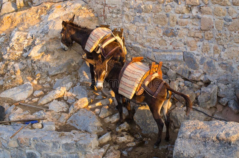 Two donkeys on Greek island. Two donkeys on Greek island