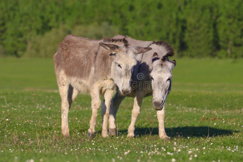 Two grey donkeys on the meadow. Two grey donkeys on the meadow