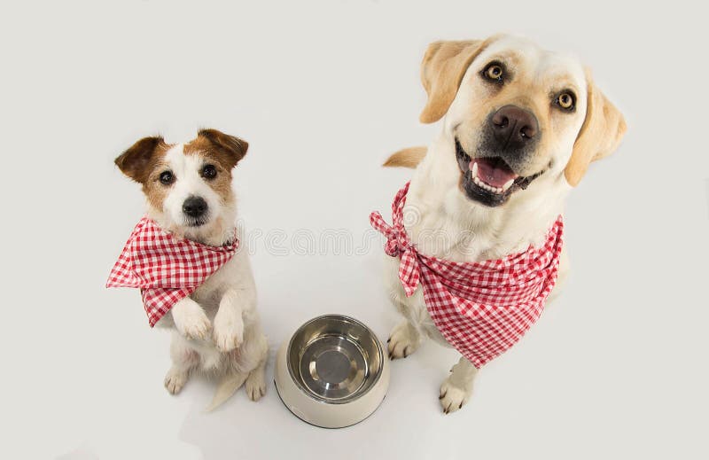 TWO DOGS BEGGING FOOD. LABRADOR AND JACK RUSSELL WAITING FOR EAT WITH A EMPTY BOWL. STANDING ON TWO LEGS. DRESSED WITH RED CHECKERED NAPKING NECK BANDANA. ISOLATED SHOT AGAINST WHITE BACKGROUND. TWO DOGS BEGGING FOOD. LABRADOR AND JACK RUSSELL WAITING FOR EAT WITH A EMPTY BOWL. STANDING ON TWO LEGS. DRESSED WITH RED CHECKERED NAPKING NECK BANDANA. ISOLATED SHOT AGAINST WHITE BACKGROUND