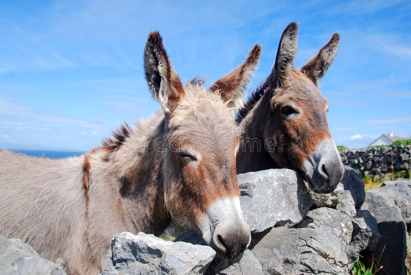 Two donkeys looking over a wall in Aran Islands, Ireland. Two donkeys looking over a wall in Aran Islands, Ireland