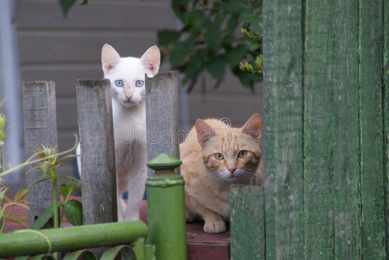 Två katter bak staketet arkivbild Två katter bak staketet arkivbild