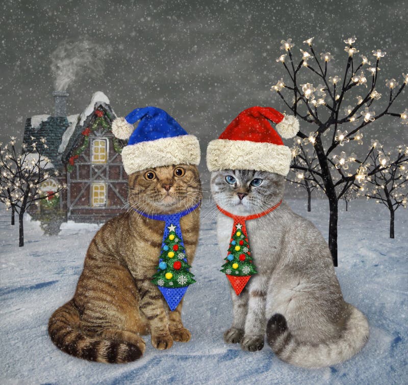 Two cats in holiday ties are sitting at night in the winter wood for Christmas. Two cats in holiday ties are sitting at night in the winter wood for Christmas