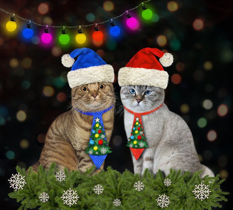 Two cats in holiday ties are sitting near the Christmas tree at home. Two cats in holiday ties are sitting near the Christmas tree at home